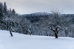 Polana u Błazka, w tle wieża widokowa na Mogielicy