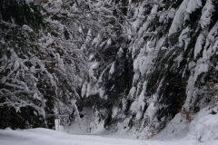 Trasa narciarstwa biegowego w okolicy Słopnic