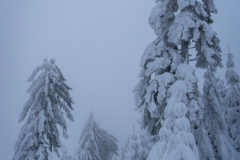 Drzewa uginające się od śniegu, okolice Turbacza